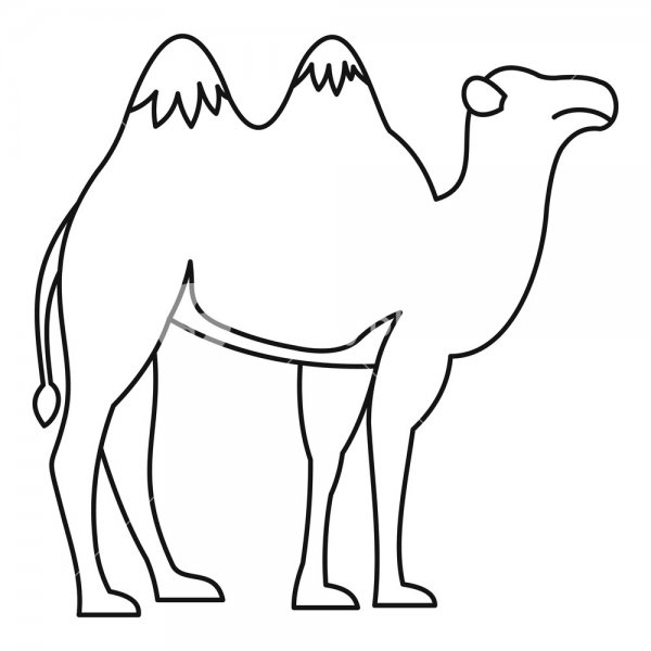 Очертание верблюда