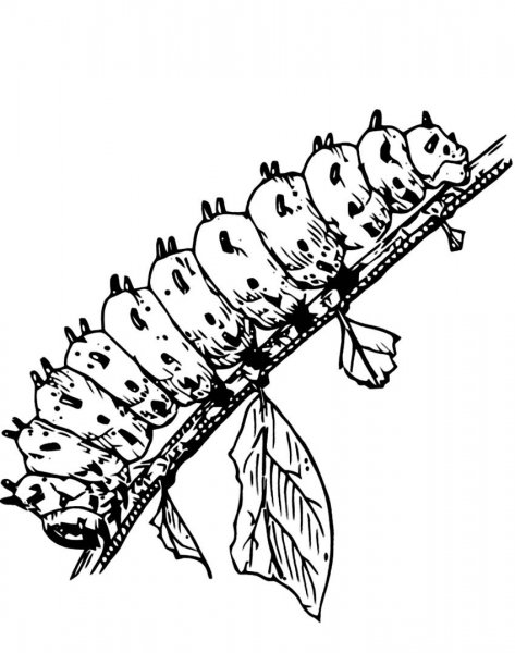 Гусеница листовертка раскраска