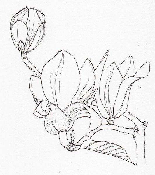 Магнолия карандашом
