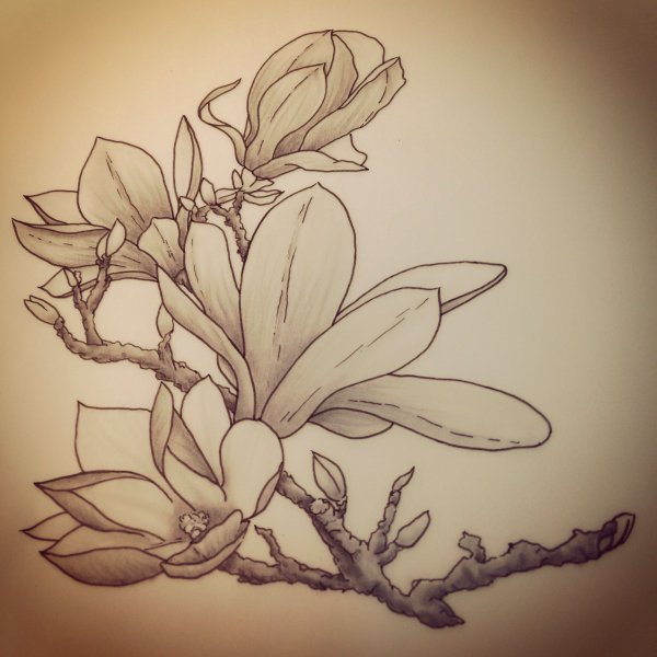 Магнолия эскиз
