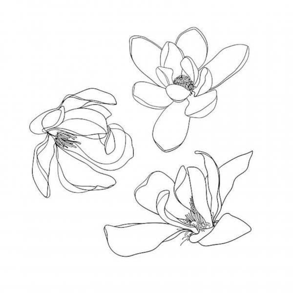 Магнолия схематично