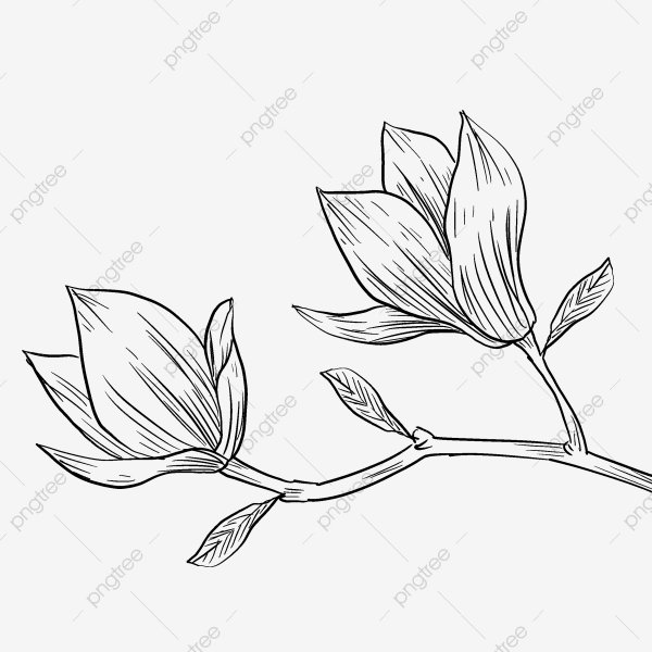 Магнолия графический рисунок