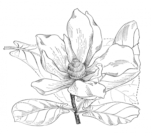 Магнолия скетч