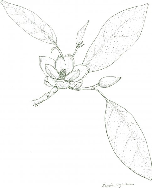 Магнолия лист срисовка