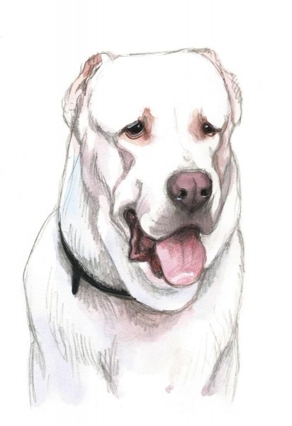 Рисунок алабая