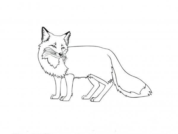 Лиса картинка раскраска