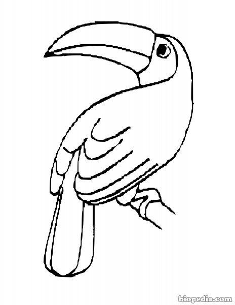 Раскраски с экзотическими птицами для детей