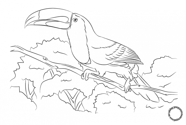 Тукан трафарет