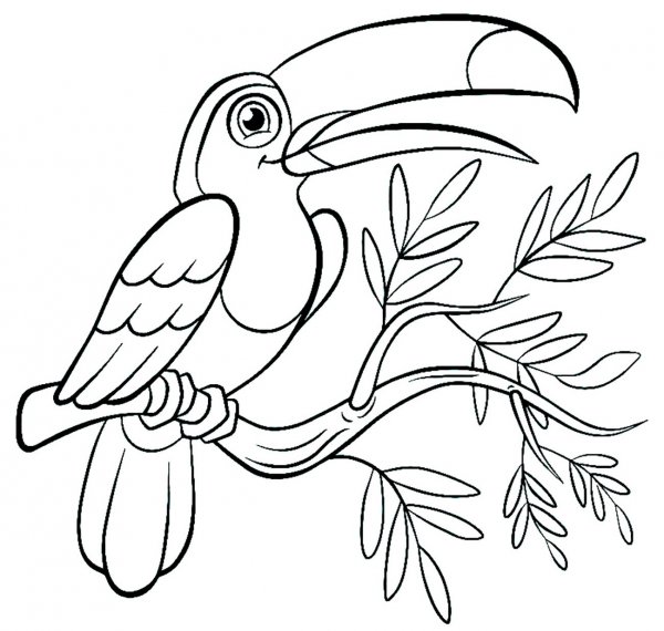 Птица Тукан раскраска