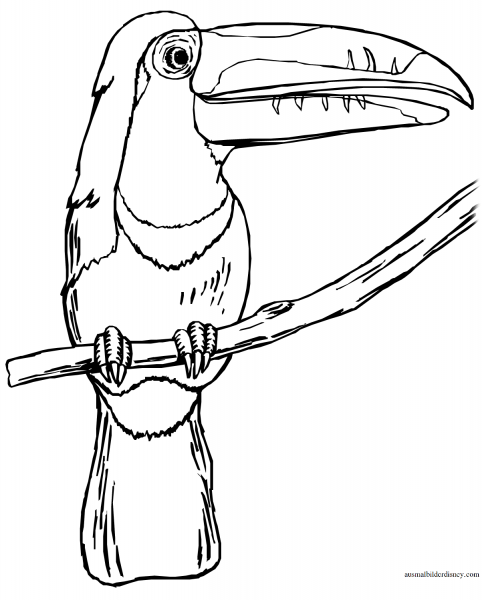 Тукан трафарет