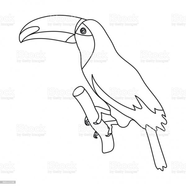 Тукан набросок