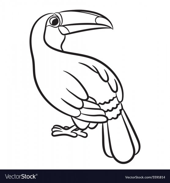 Эскиз контур Тукан