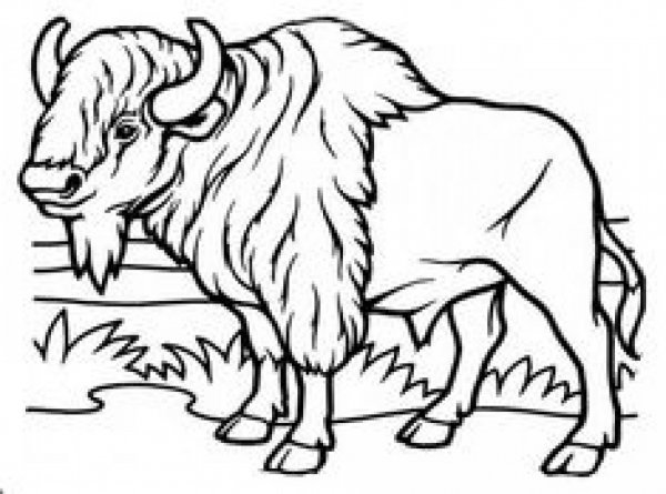 ЗУБР для раскрашивания детям