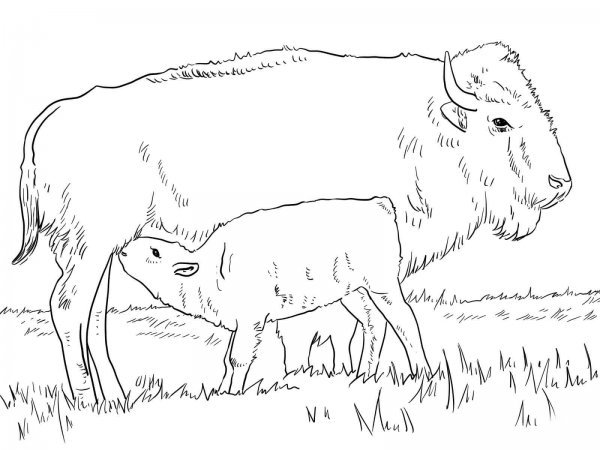 Рисунок зубра для раскрашивания