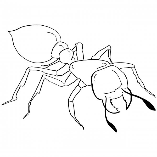 Рисование муравья