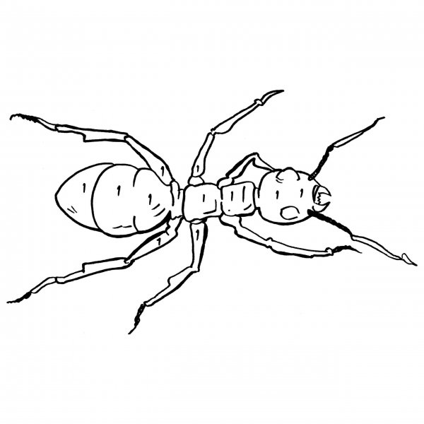 Муравьи контур для рисования