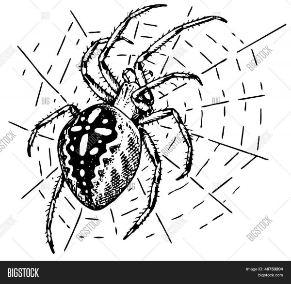 Узор на пауке крестовике