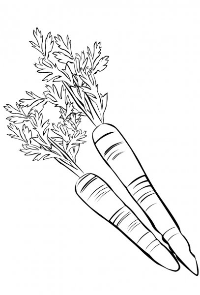 Морковь раскраска