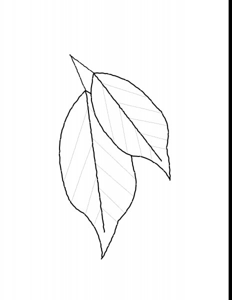 Лист каштана