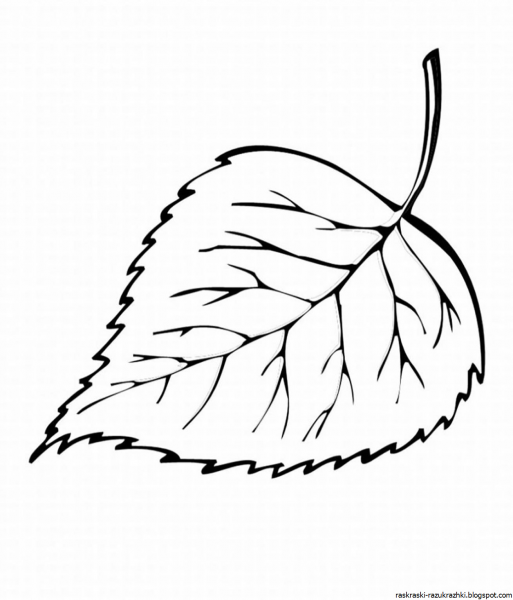 Лист березы контур
