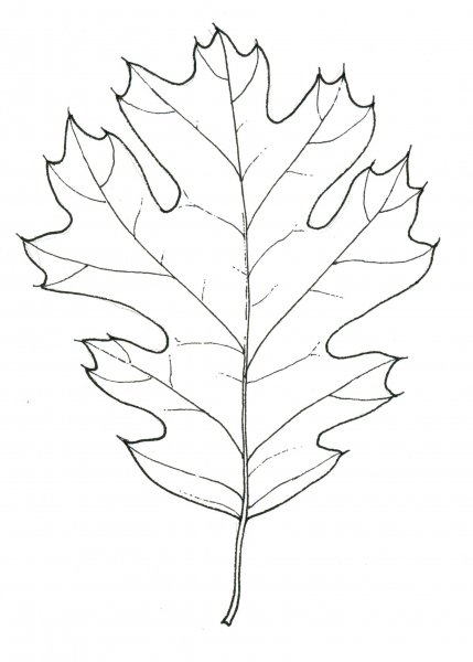Трафарет листьев дуба