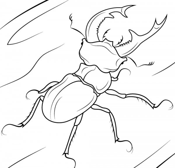 Жук Рогач рисунок