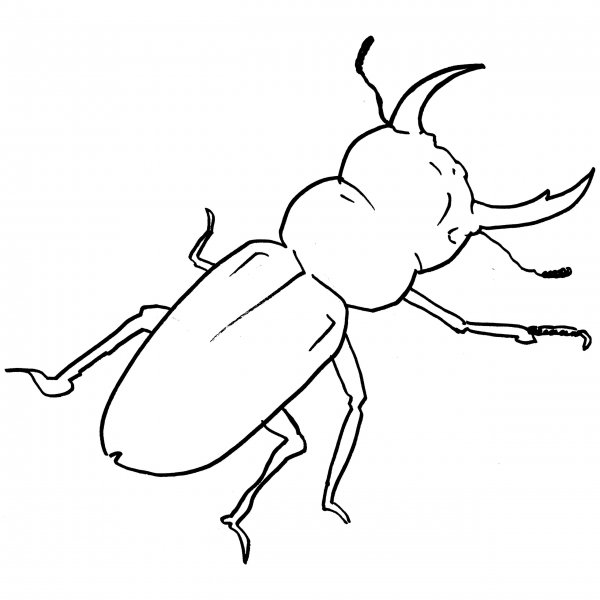 Жук раскраска