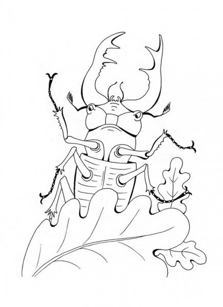 Контур жука рогача