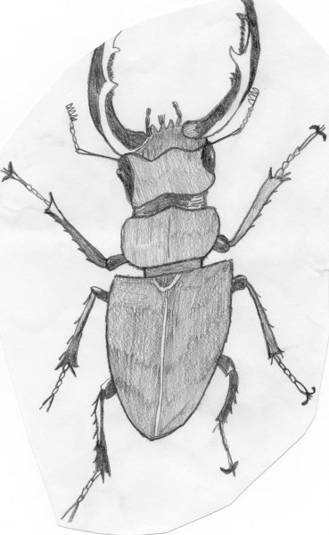 Жук олень рисунок карандашом