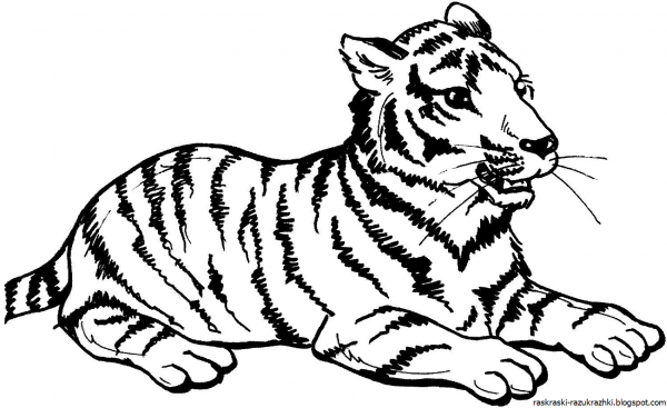 Уссурийский тигр рисунок для детей