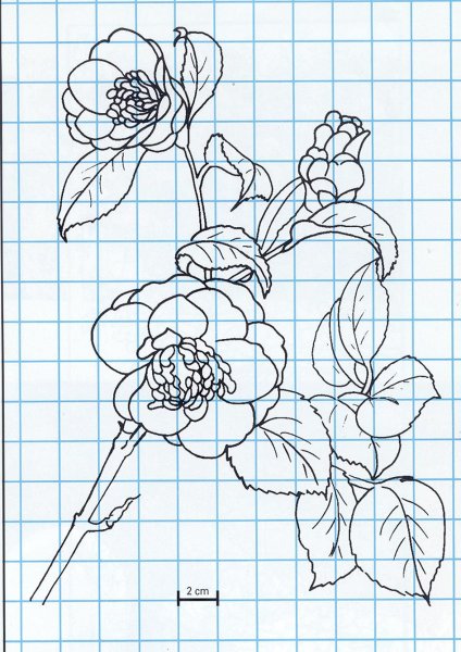 Монохромная вышивка кошки