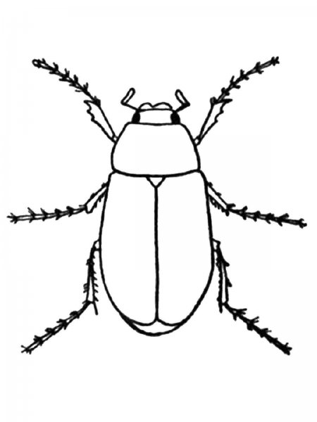 Жук Голиаф раскраска