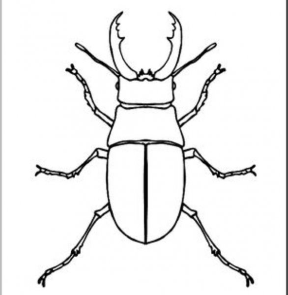 Майский хрущ раскраска