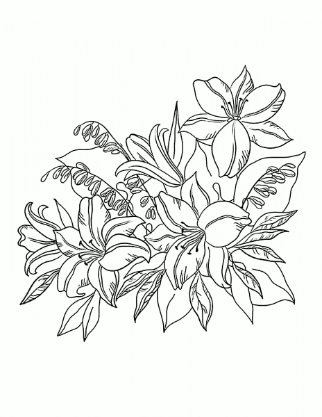 Лилия эскиз