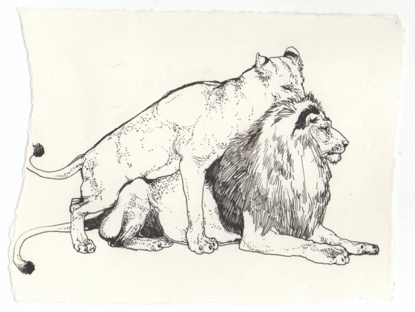 Фауна Наброски