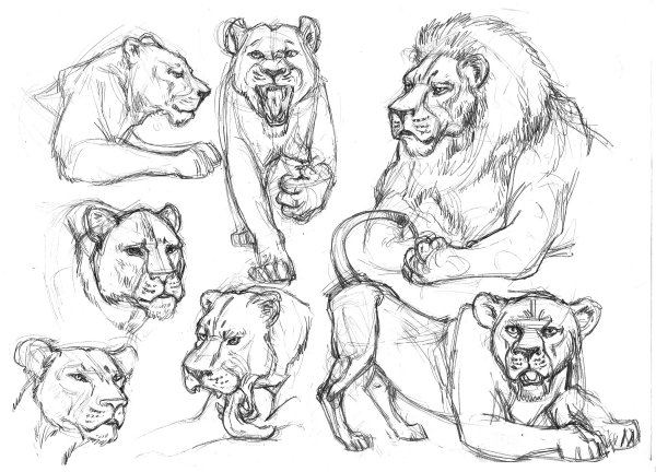 Львица скетч