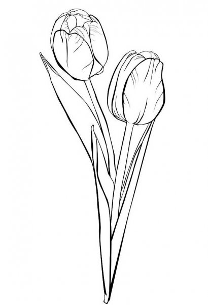 Раскраска цветы тюльпаны