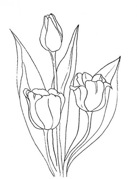 Тюльпан раскраска