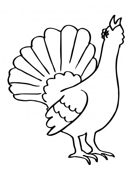 Тетерев раскраска для детей