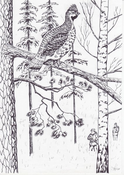 Рябчик гравюра