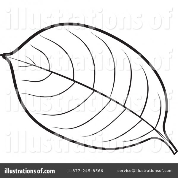 Контур листа дерева