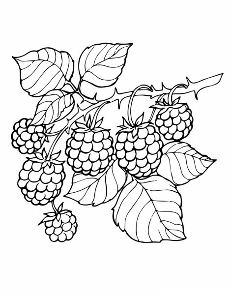 Лесные ягоды раскраски для детей