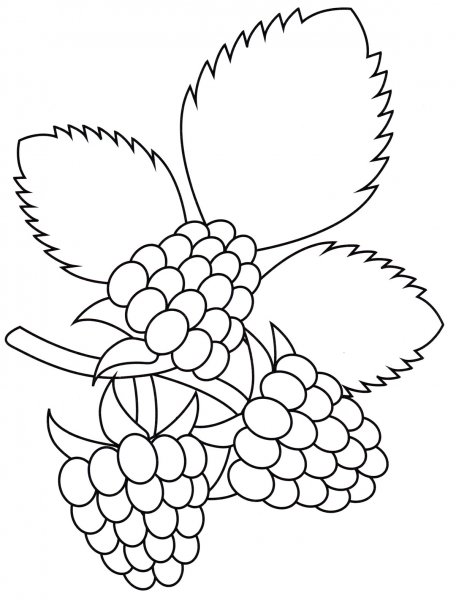 Малина раскраска