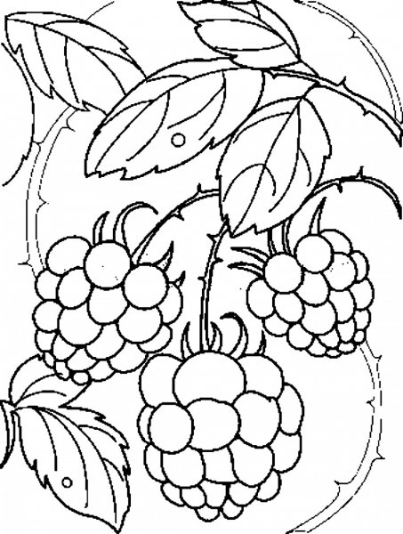 Ягоды рисунок карандашом