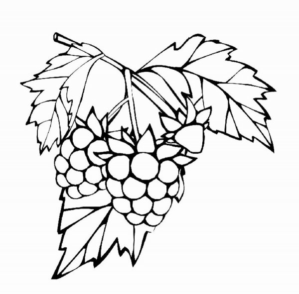 Малина раскраска для детей