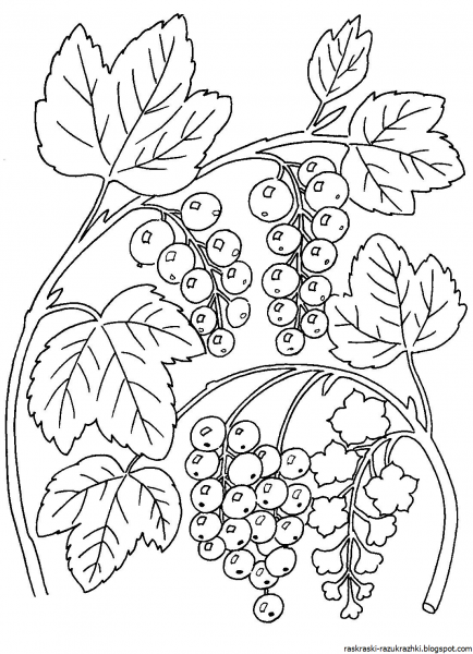 Ягоды раскраска для детей