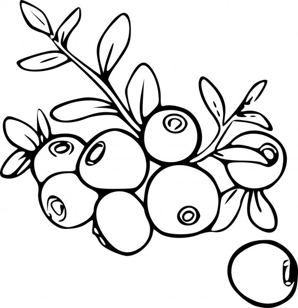 Клюква раскраска