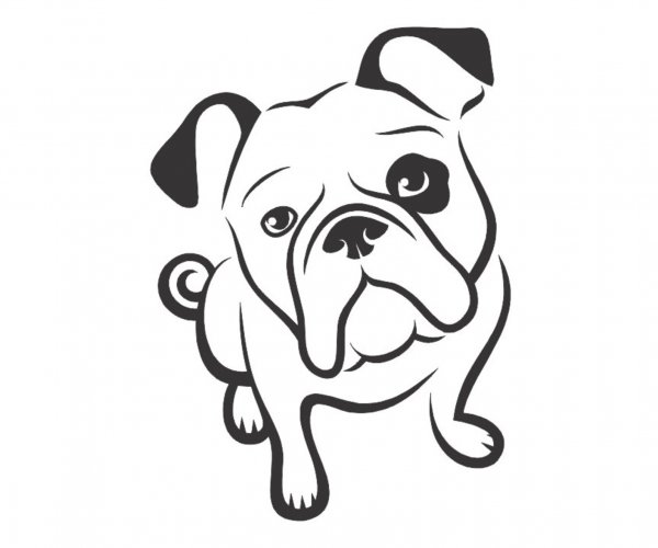 Английский бульдог