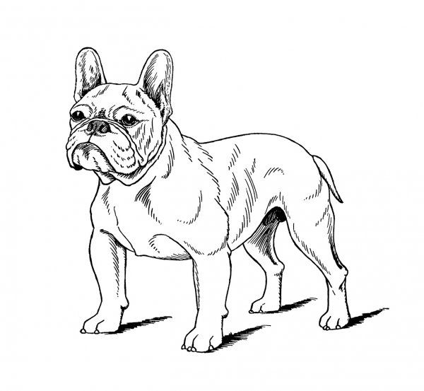 Раскраска собака французский бульдог