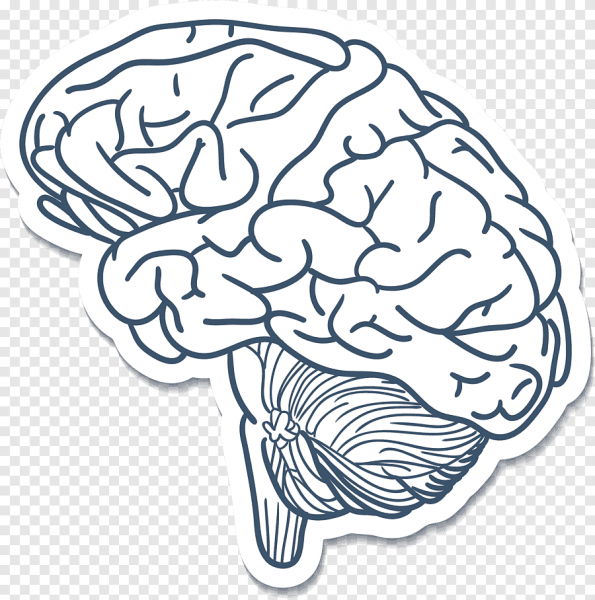 Мозг контур